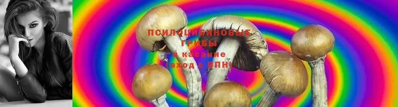 Галлюциногенные грибы Magic Shrooms  ссылка на мегу сайт  Ивдель 